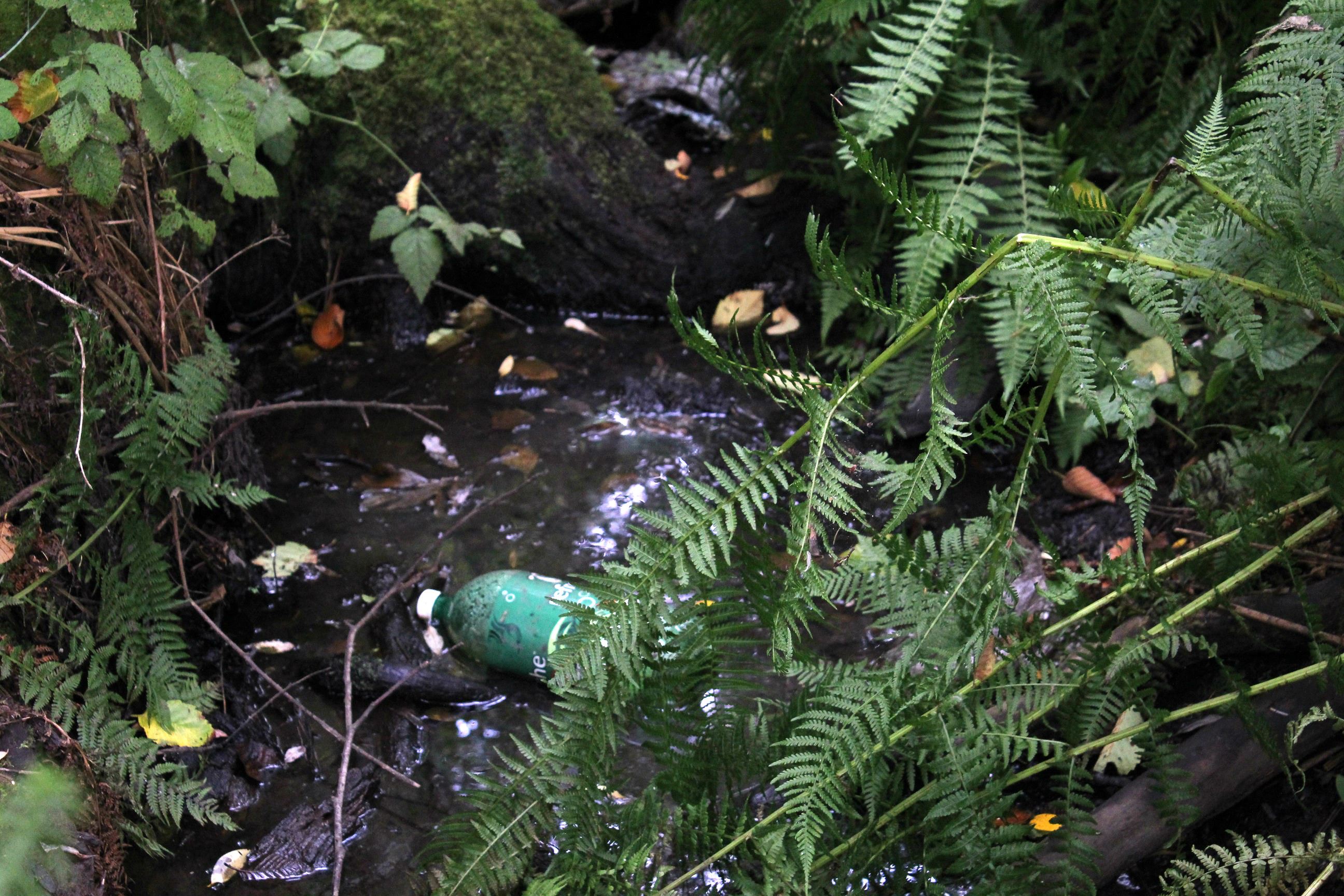 Central Avenue Camp #2